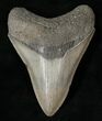 Serrated South Carolina Megalodon Tooth #15612-1